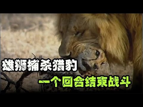 草原上的狮子有多猛？一只猎豹被直接秒杀，凶残至极【小志说动物】