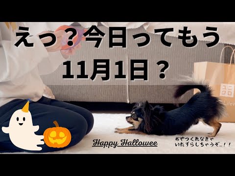 11月1日、ハロウィンが終わったことを知った飼い主の無理やりハロウィンに付き合うチワワ🐶🎃