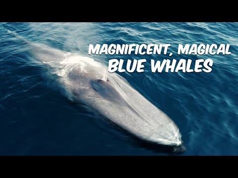 Magnificent, Magical BLUE WHALES Near Dana Point, CA 🐳