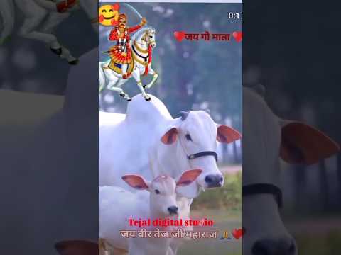 गौ रक्षक सत्यवादी वीर तेजाजी महाराज 🚩🥰💕 #shortsfeed#tejajimaharajkikatha#youtubeshorts#tejajimaharaj