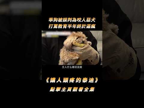 乖狗被“誤判”為咬人惡犬，打罵教育半年終於逼瘋，訓犬師怒斥主人不動腦子！#shorts