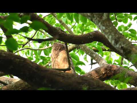 Brown fish owl & Black Drongo