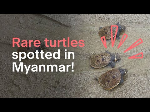 Incredibly rare Burmese turtles hatch in Myanmar