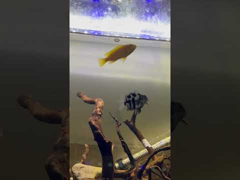 #cichlid #cichlidfish #petslover #pets #fish #trending #fishaquarium #freshwater #viralvideo #shorts