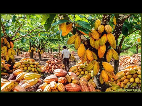 Chocolate Mega Factory: Producing Millions of Cocoa beans into Chocolate