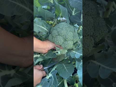 Broccoli harvest 🥦 #gardening #garden #broccoli #backyardgarden