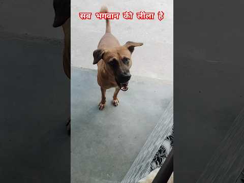 सब भगवान की लीला है #shortsviral #dogs #youtubeshorts