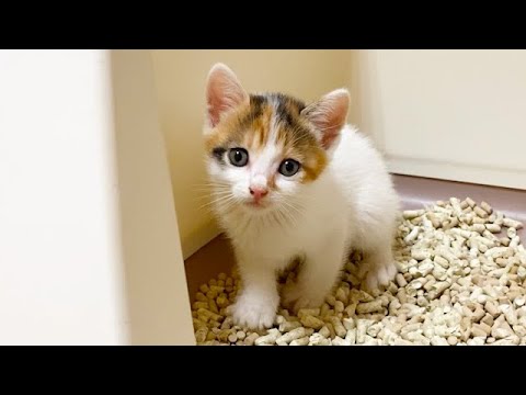 トイレ中なぜか見つめてくる子猫