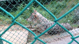 群馬サファリパーク オオカミ(GUNMA SAFARI PARK in JAPAN, WOLF)