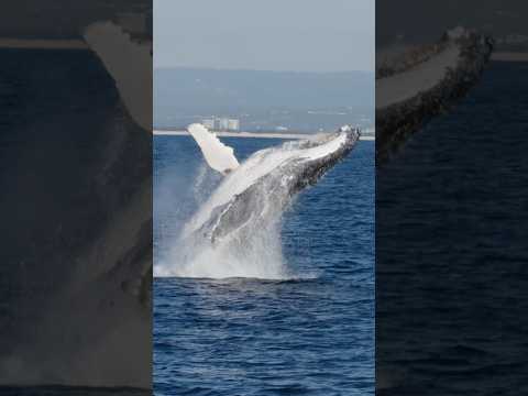 Incredible Footage Of Humpback Whale Breaching || #whale #ocean #sea #wildlife #trending #shorts