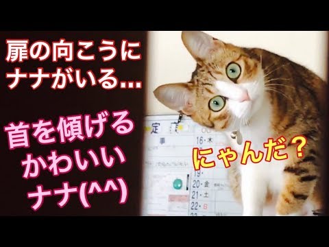 首をかしげる　ネコ