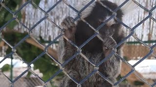 UAE Pygmy Zoo | Marmoset jumps to grab the phone | Marmoset monkeys