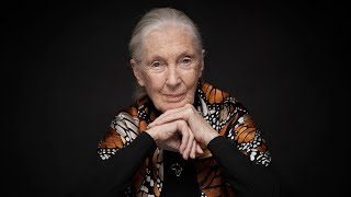 Jane Goodall Institute & One Tree Planted: Planting Trees for Chimpanzee Conservation