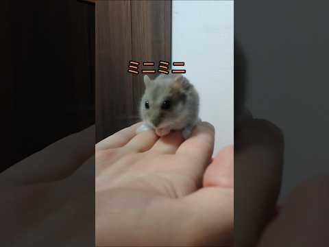 ミニミニハムスター（ピク）#ハムスター #hamsters #ミニミニ #可愛い#癒し#手乗りハムスター #pets