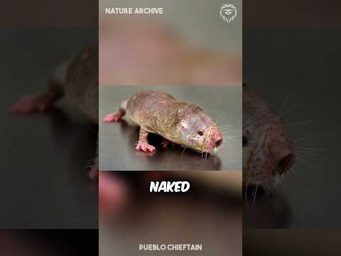 WEIRD Facts about Naked Mole Rats! 🐀