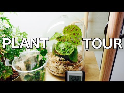 Plant Tour House Plant Collection