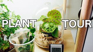 Plant Tour House Plant Collection