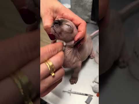 Tiny Sphyx Kitten needed to be cleaned! 🥹 #sphynxcat #sphynxcats #sphynx #sphynxkitten#tinykitten