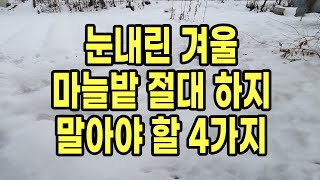 눈내린 겨울 마늘밭 절대 하지 말아야 할 4가지