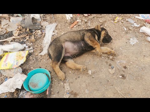 Heartbreaking! Abandoned puppy shivers in trash bin, desperately begging for help!