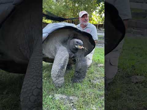 550 Pound Tortoise😳🤩