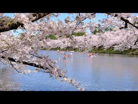 【青森/弘前さくらまつり】圧巻のサクラ絶景に会いに行こう！