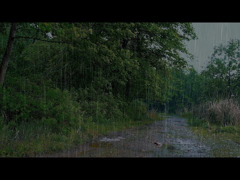 🔰【快來吧！讓雨水沖刷掉你的焦慮、煩惱和失眠！】柔和舒緩的雨聲，真實放鬆的雨聲10小時，雨聲入睡，自然音樂，雨聲助睡眠，學習，ptsd，雨聲asmr，下雨的聲音，冥想，陰鬱症，睡不著怎麼辦？