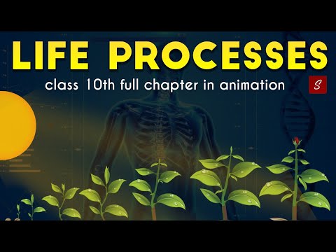 Life Processes Class 10 full Chapter (Animation) | Class 10 Science Chapter 6 | CBSE | NCERT