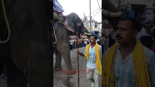 #shorts Hathi Video हाथी का उद्देश्य क्या है