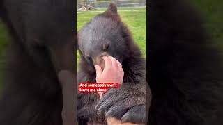 Bears won’t let me clean! #shorts #animals #dangerousanimals #coolanimals