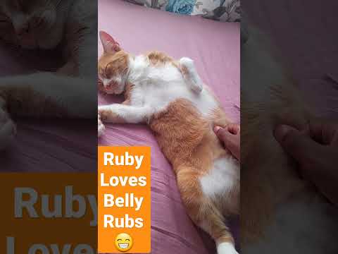 My cat Ruby loves belly rubs 😁