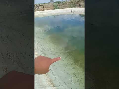 Infestação de girinos no tanque de peixe e agora ?