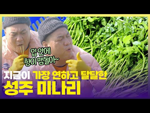 천하장사 백승일 입속에는 벌써 봄이 찾아왔어요🌿향기 가득 머금은 성주 미나리 [6시 내고향] | KBS 250225 방송