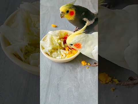 Bird Feeding Fun: Cabbage, Carrots, and More! #cockatielscraze