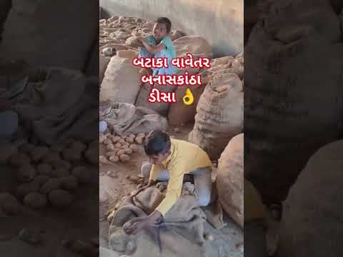 બટાકા વાવેતર 🤭#trending #ytshorts #shortsfeed #shortsviral #shorts #short #shortsyoutube #song #yt