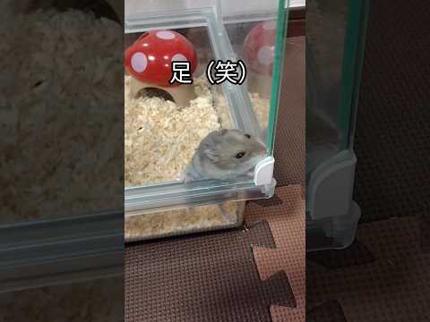 足が可愛いハムスター（ピク）#ハムスター #足技 #可愛い#癒し#ペロペロ#hamsters #cuteanimal #cute