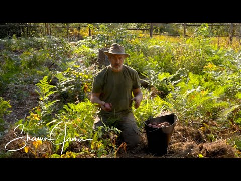 Growing Potatoes in a Wilderness Peat Bog in Canada, September Harvest