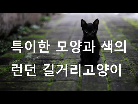 특이한 색깔의 런던 고양이 너무 예뻐! 도도하지만 사랑스러운 길고양이, 너무 독특한 문양 눈을 뗄수 없어, 런던 어느 한적한 길에서 본 귀여운 고양이 #영국고양이