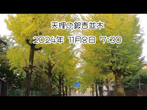 天理のイチョウ並木をドライブ🚙　2024年11月8日　Ginkgo tree row in Tenri