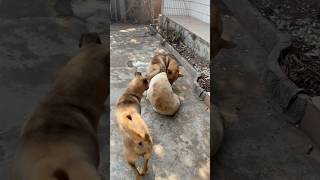 Dog #dogfunny #dog #dogvideo #animals