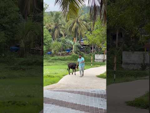 മഴ + നാട് = ❤️🌳☔️ | Malavika Krishnadas | Thejus Jyothi | Ottapalam | Mini Vlog