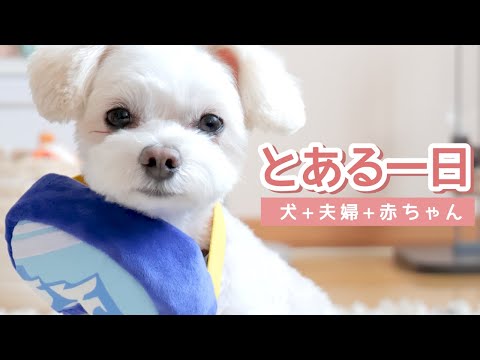 【とある一日】ミックス犬チワプーとの幸せな日常🐶朝から夜まで密着🌙【犬がいる生活】A cute dog in close contact with the day