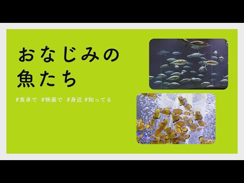 【#かわいい#楽しい#癒し水族館に行こう】おなじみの魚たち