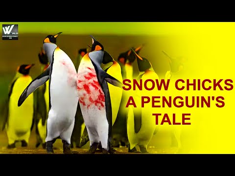 Snow Chicks A Penguin's Tale | The Penguins - हिन्दी डॉक्यूमेंट्री | World Documentary HD