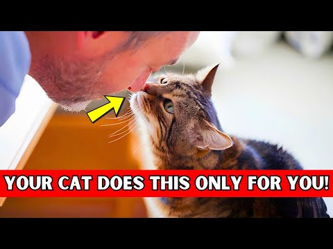 12 Things Your Cat DOES ONLY FOR YOU (And You Didn't believe)