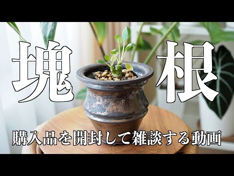 塊根植物と推しの土を購入したので、雑談しつつ開封する動画です【エリオクエスト・賢者の土】