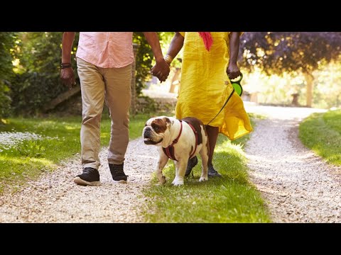 Bulldogs Exposed: Are They Truly Family Dogs?