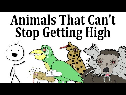 Top 10 Animals That Love Being High