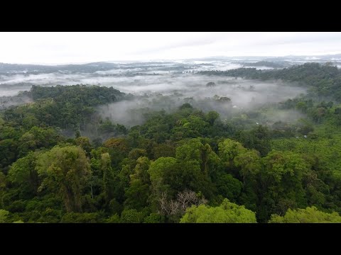 Did You Know: Why are Rainforests so Important? | Encyclopaedia Britannica