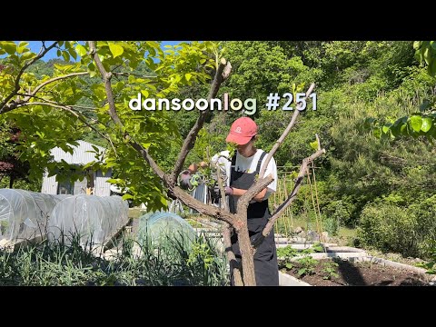 Korea’s spring rural life vlog 251) Snake extermination